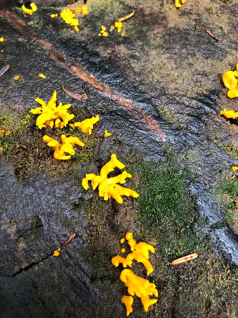 mushrooms and lichens