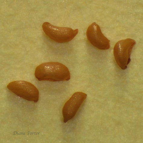 Photo A is a Seedbox pod with seeds spilling from hole at the top. B is a top view of the pod, showing the hole the seeds come out of. C is a closeup of six seeds of Seedbox.