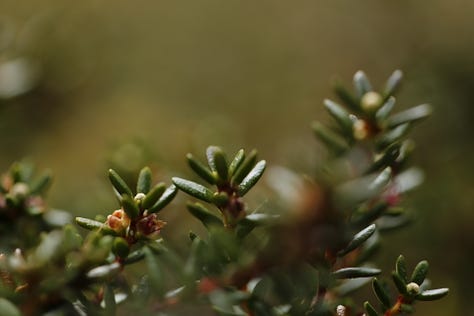 Crowberry (Empetrum nigrum) through the seasons from winter colour to summer flower and fruit