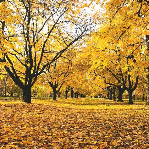 autumn trees, birds flying above trees, woman viewing mountain tops