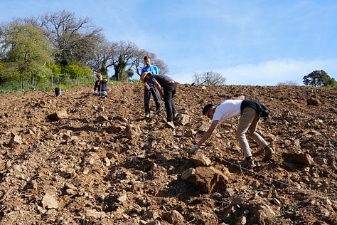 planting vineyards in Sardinia