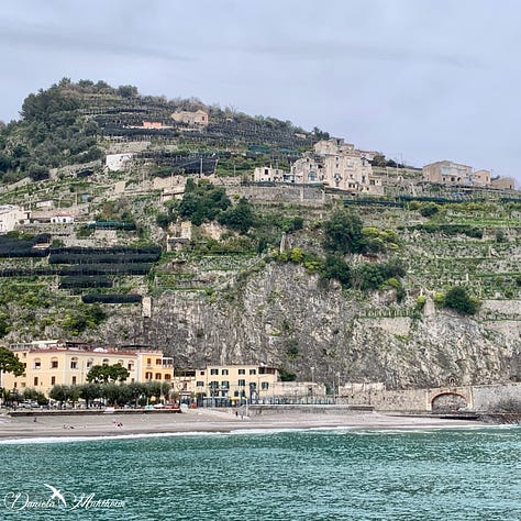 Amalfi lemon growing along the amalfi coast