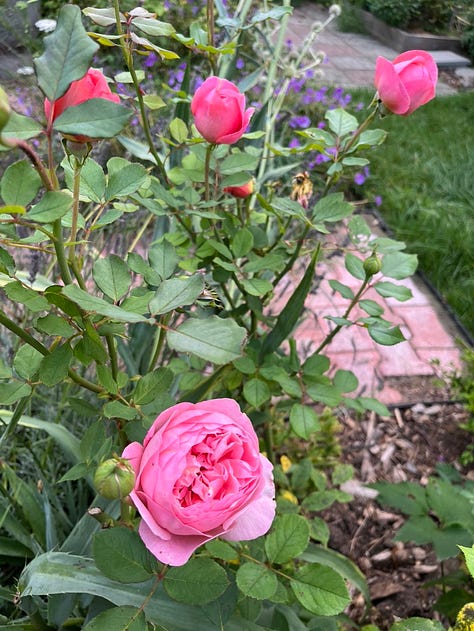 August roses and a white dahlia