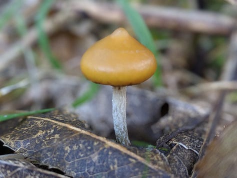 Purple Pouch Fungus (Cortinarius sp.), Russula, Scarlet Pouch Fungus (Leratiomyces erythrocephalus), Cortinarius olorinatus, Ochre Jelly Club (Leotia lubrica), Armillaria limonea, Psilocybe subaeruginosa, Cortinarius cardinalis, Austroboletus novae-zelandiae