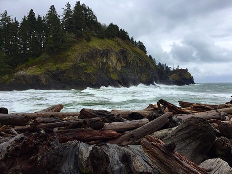 trees with beach, Washington coastline