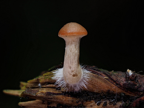 Galerina sp. / Moss Bells