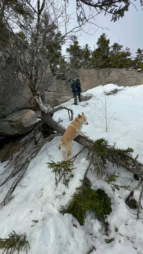 Pictures of Liz, Seth, and the dogs hiking snow-covered mountains