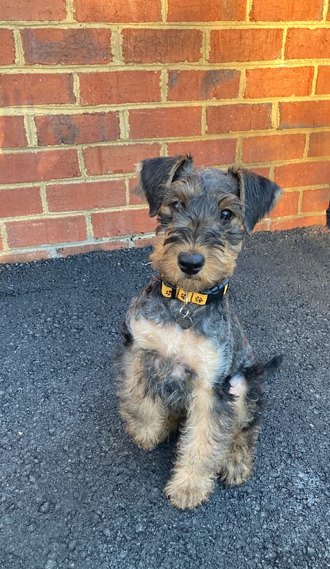 Three pictures of a black and tan Airedale puppy in various adorable poses