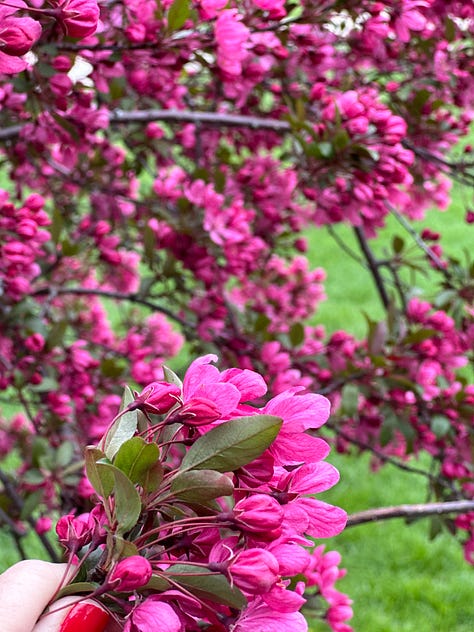 April 2024 Amy Boyle Photography Spring flowers and trees in Chicago