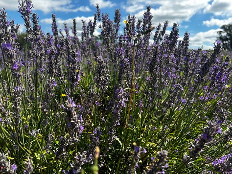 3 photos of lavender at the Somerset Lavender Farm, Faulkland. Images: Roland's Travels