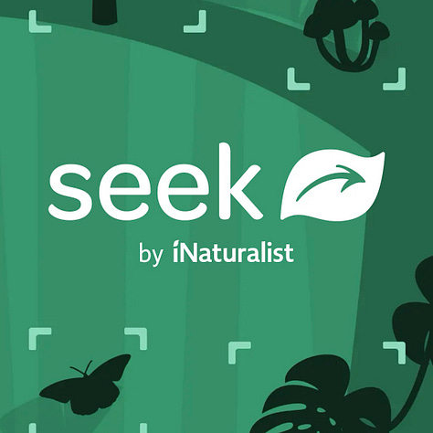Three images to highlight the Seek app. The first image is a screenshot of the app as it loads, which features a white leaf logo against a green backdrop. The next image shows a photo of Butterweed, which the app lists as a native to Nicole's region. The final image says "You have observed a new species!" as the app kicks back more information about yellow wildflowers called wingstem.