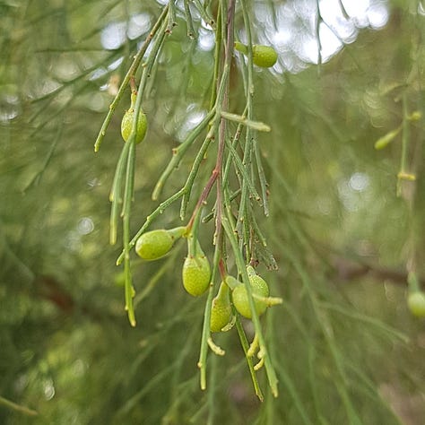 Photos of Australian native Flora and Fauna