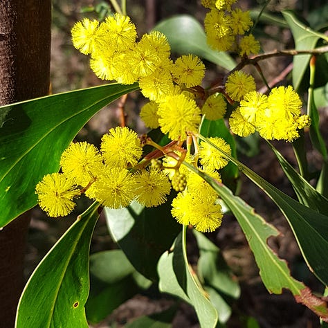 Photos of Australian native Flora and Fauna