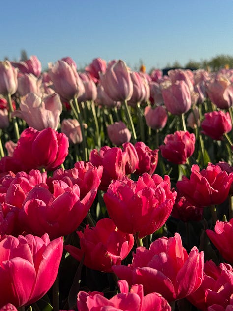 Pictures of tulips, individual flowers and long shots of rows of tulips of a variety of colours