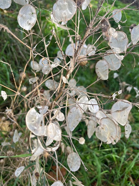 1. The translucent ovals of Honesty when it goes to seed; 2. Flowering indigo patch; 3. Only autumnal vibes from the Virginia Creeper over an elder.