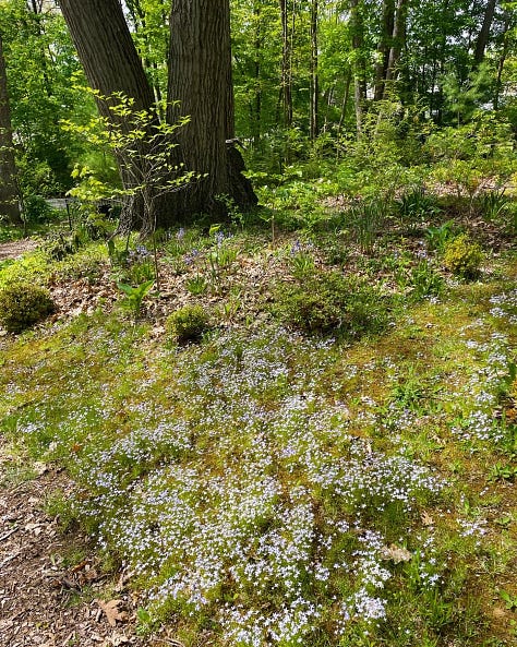 Trillium, Bluets and Erythroniums are native plants that all benefit from some clearing away of debris