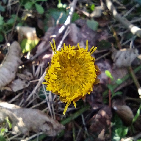 Image one shows a thick clump of kingcups at the edge othe pond, l large, bright green leaves and bright yellow, goblet shaped flowers, pictured against a backdrop of reeds growing further out into the water. Image 2 is a close up of an opening coltsfoot flower, showing the many delicate yellow petals and the disc florets in the centre also opening up. Finally a n image showing a branch of hawthorn, encrusted with sulphurous yellow lichen, photographed close up showing the incredible detail on the minutes peaks, troughs and valleys of the lichen.