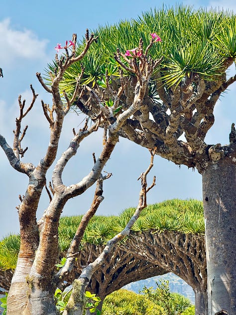 Bottle Cucumber Tree