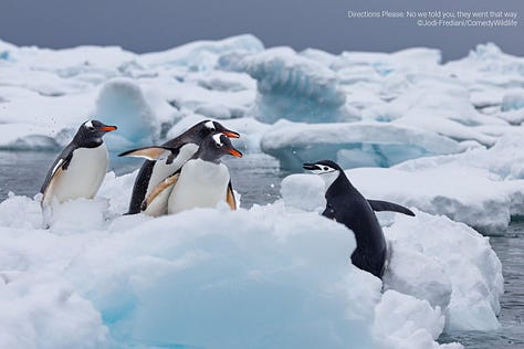 Comedy Wildlife Photography Awards 2023