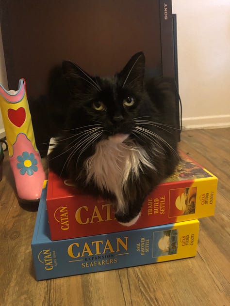 Some of my favorite photos of my long-haired tuxedo cat, Zadie