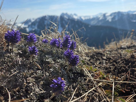 backcountry ski trip in the easter Olympics