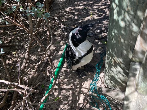 Penguins on the beach