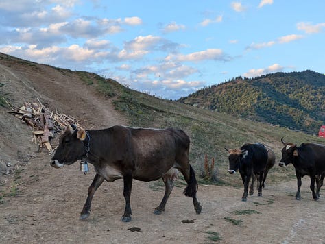 In Dgvar valley, among the cows