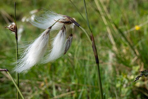 Images of Mull © Felicity Martin
