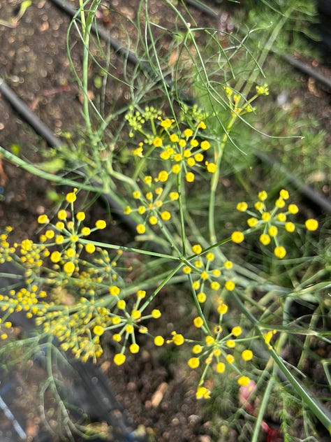 1. Flowers and new fruit of the Strawberry Tree (Arbutus unedo); 2. Bursting colourful sunset orange heads of the Strawflower (Helichryseum); 3. Fennel umbels with their pollen ends.