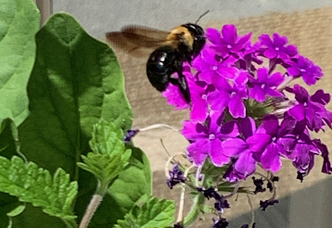 Three photos of a bumble bee pollinating a purple flower and honey bees visiting an orange cone flower and thyme blooms.