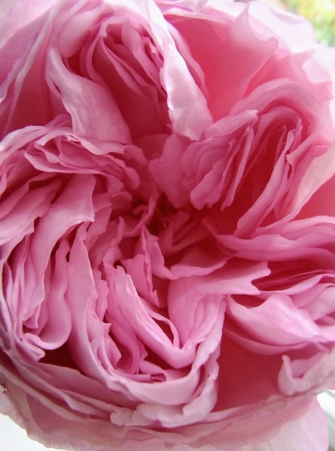 Three pictures of pink roses, taken at close range to show how the petals curl around each other