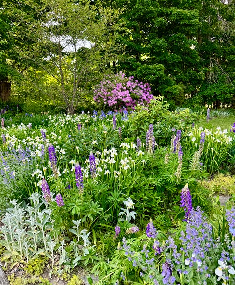 Foxglove, lupine, iris, roses, peonies, and rhododendron.