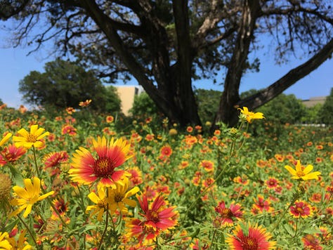 bright poppies, cherry blossoms, pink ladies, mountain laurels, red bud tree, paintbrushes, buttercups