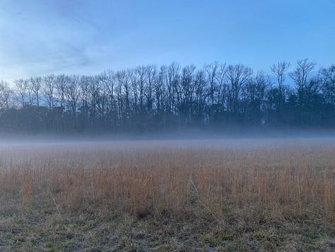 9 photos of Christmas trees (various firs) and mist-covered fields 