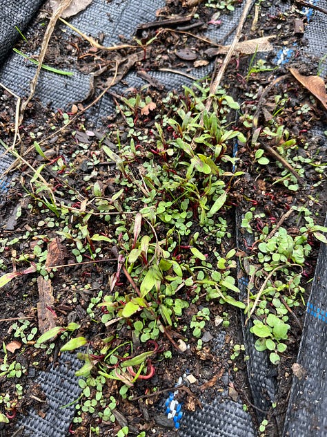 1. Many a chard seed had germinated in a bit of soil on the path, but they didn't easily come off the weed suppressant so weren't able to be potted on; 2. Lamb's ear, cow parsley and hollyhock growing well together; 3. Lemon geraniums having been put into bigger pots.