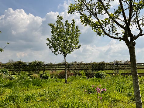 Last of the Tulips, Alliums and Conference Pear Tree