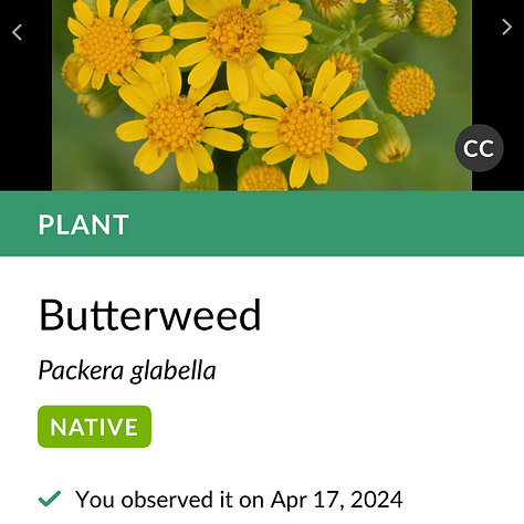 Three images to highlight the Seek app. The first image is a screenshot of the app as it loads, which features a white leaf logo against a green backdrop. The next image shows a photo of Butterweed, which the app lists as a native to Nicole's region. The final image says "You have observed a new species!" as the app kicks back more information about yellow wildflowers called wingstem.