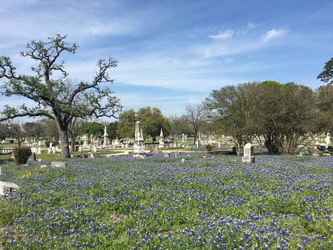 blue, purple, white, and pink lupine wildflowers abundantly blooming amongst concrete headstones in a cemetery with large oak trees in Austin, TX