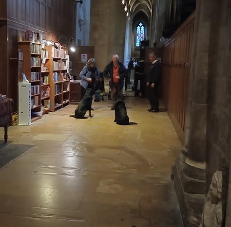 Two dogs lying on church floor. Two dogs greeting visitors in Abbey. Two dogs with Christmas tree on Christmas card