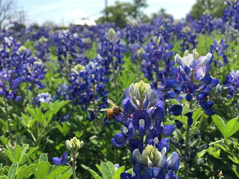 blue, purple, white, and pink lupine wildflowers abundantly blooming amongst concrete headstones in a cemetery with large oak trees in Austin, TX