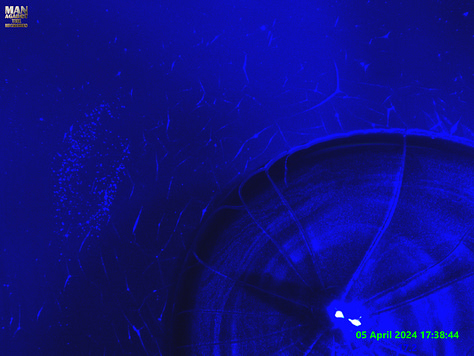 4x mag of serum droplet after reactions, assembly and drying out. Image on right is UV showing a few structres outside the droplet drying area which could not be laminated like the ones which fell inside.