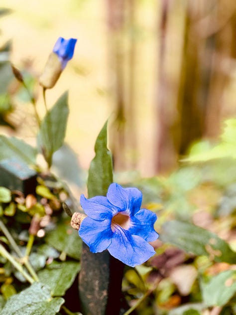 flutterings, determined to run up, a little Birdie, Looks like rain, violets and blues, a young climber outside our room- all form the backdrop of a naturally healthy environment