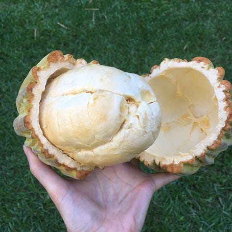 Jaguar cacao pod whole and opened