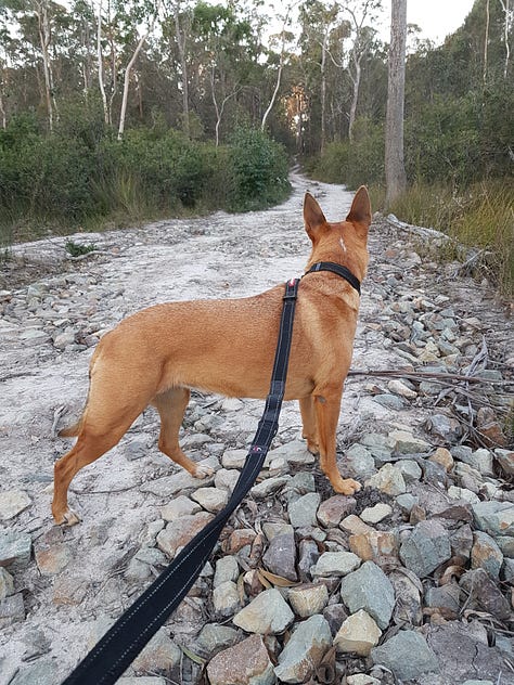 Cedar, a Kelpie / Red Heeler cross Dingo. Best Friend.