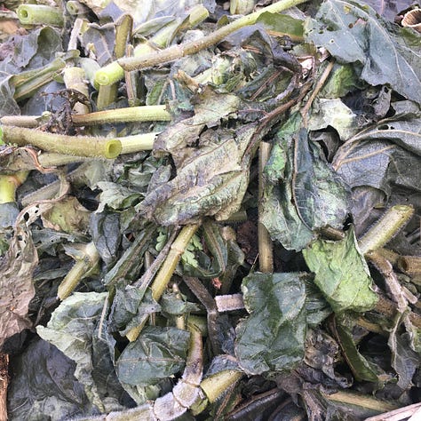 Small sage bush bed has been fleeced ready for the coming frost; Frost-bitten wilted yacón leaves trimmed off and cut up for the compost, with roots left in the ground.