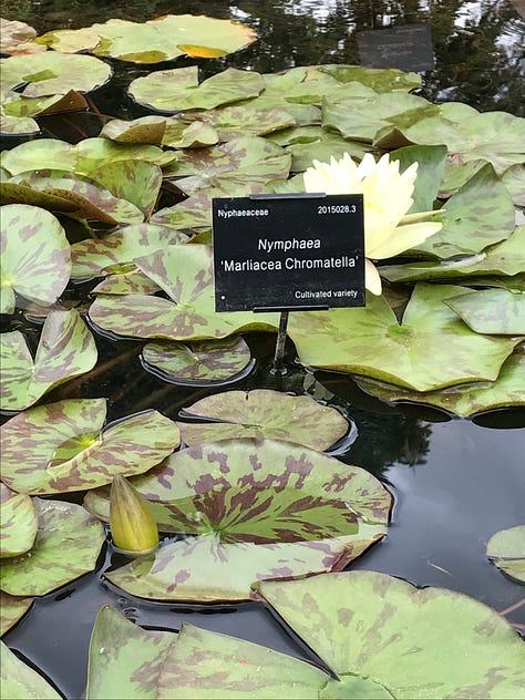 The waterlily pond at Oxford Botanic Garden