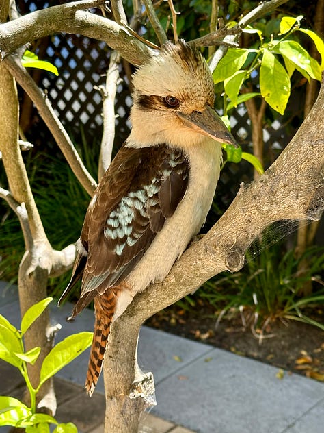 Australia wildlife