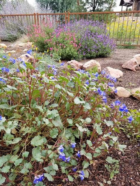 California Bluebells, Hardy Hibiscus, Pink and Purple Salvia, Indian Paint, Poppies, Pink and white Hibiscus, Rock Garden