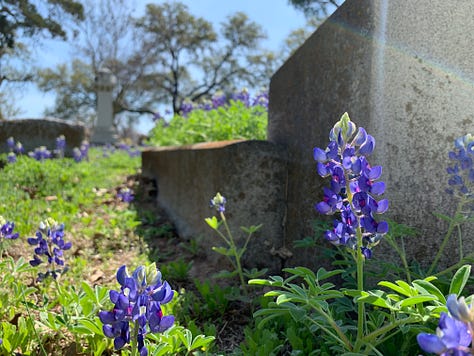 blue, purple, white, and pink lupine wildflowers abundantly blooming amongst concrete headstones in a cemetery with large oak trees in Austin, TX