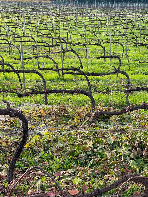 Dormant vines at Monverde Wine Hotel